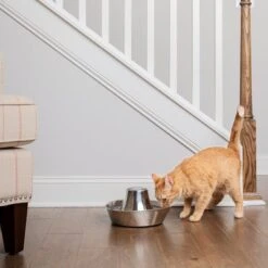 Bebedero Fuente Drinkwell Seaside De PetSafe De Acero -Suministros Para Mascotas 145896 radiosystems petsafe edelstahl trinkbrunnen kustenrauschen 1 8l hs 03 8