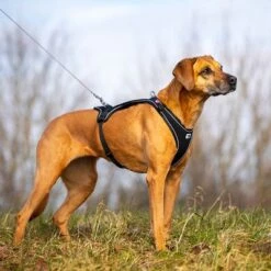 Arnés Curli Belka Comfort Negro Para Perros 23 Arnés Curli Belka Comfort Negro Para Perros -Suministros Para Mascotas 176034 curli belka comfort geschirr schwarz hs 08 3