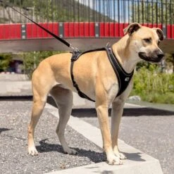 Arnés Curli Belka Comfort Negro Para Perros 17 Arnés Curli Belka Comfort Negro Para Perros -Suministros Para Mascotas 176034 curli belka comfort geschirr schwarz hs 09 6