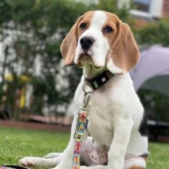 Correa Ajustable Max & Molly Cómic Para Perros 7 Correa Ajustable Max & Molly Cómic Para Perros -Suministros Para Mascotas 189996 186588 189998 maxnmolly multifunktionsleine comic hs 02 3