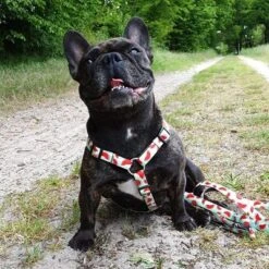 Arnés Max & Molly Watermelon Para Perros -Suministros Para Mascotas 190413 190414 190703 maxnmolly hg eschirr watermelon hs 03 8