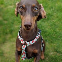 Arnés Max & Molly Watermelon Para Perros -Suministros Para Mascotas 190413 190414 190703 maxnmolly hg eschirr watermelon hs 04 2