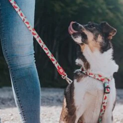 Arnés Max & Molly Watermelon Para Perros -Suministros Para Mascotas 190413 190414 190703 maxnmolly hg eschirr watermelon hs 08 4