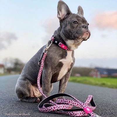 Collar Max & Molly Leopard Pink Con Smart ID Para Perros - Imagen 2
