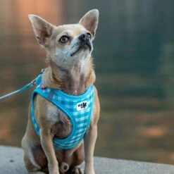 Set Curli: Arnés Vest Air-Mesh + Correa Basic Caro Azul Cielo -Suministros Para Mascotas 204197 204198 203950 204199 curli vest geschirr airmesh basic leine skyblue caro hs 05 4