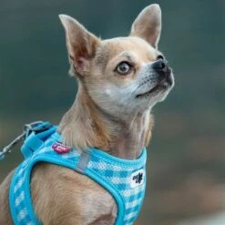 Set Curli: Arnés Vest Air-Mesh + Correa Basic Caro Azul Cielo -Suministros Para Mascotas 204197 204198 203950 204199 curli vest geschirr airmesh basic leine skyblue caro hs 07 8