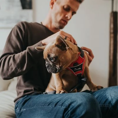 Arnés HUNTER Divo Rojo Y Gris Para Perros - Imagen 7