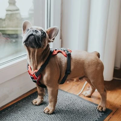 Arnés HUNTER Divo Rojo Y Gris Para Perros - Imagen 10