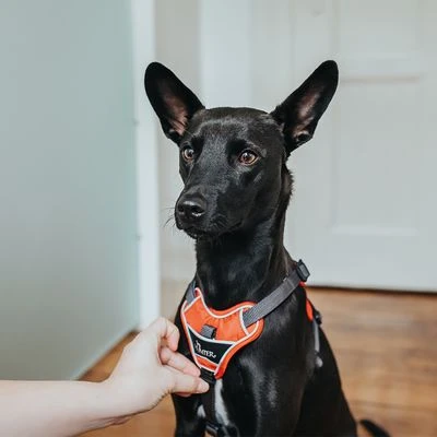 Arnés HUNTER Divo Rojo Y Gris Para Perros - Imagen 14