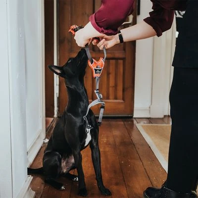 Arnés HUNTER Divo Rojo Y Gris Para Perros - Imagen 15