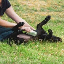 Pet Teezer Cepillo Para Cachorros -Suministros Para Mascotas 230724 pet teezer welpenbuerste hs 18 2