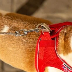 Correa De Bolsillo Curli Ultrarresistente -Suministros Para Mascotas 267896 267897 ultrastarke taschenleine hs 10 7