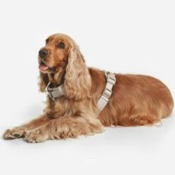 Arnés Nomad Tales Blush Beige Topo Para Perros -Suministros Para Mascotas 323028 nomad tales blush geschirr taupe 13 8