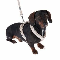 Arnés Nomad Tales Blush Beige Topo Para Perros -Suministros Para Mascotas 323796 325296 blush s fg 6920 9