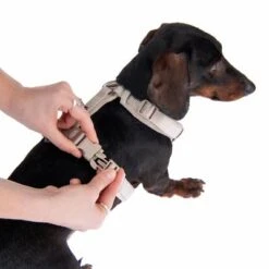 Arnés Nomad Tales Blush Beige Topo Para Perros -Suministros Para Mascotas 323796 blush s fg 6905 5