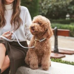 Collar Nomad Tales Calma Piedra Para Perros -Suministros Para Mascotas 326806 326197 nomad tales calma halsband stone 03 5