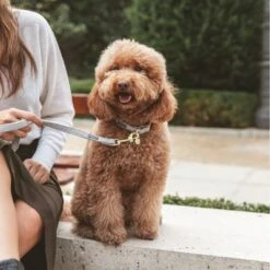 Correa Nomad Tales Calma Piedra Para Perros -Suministros Para Mascotas 326806 326197 nomad tales calma halsband stone 04 2 1