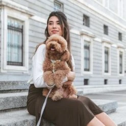 Correa Nomad Tales Calma Piedra Para Perros -Suministros Para Mascotas 326806 326197 nomad tales calma halsband stone 05 0 1