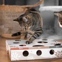 Canadian Cat Company MagicBox Juego De Inteligencia Para Gatos -Suministros Para Mascotas 346599 canadiancat company intelligenzspielzeug magicbox hs 18 2