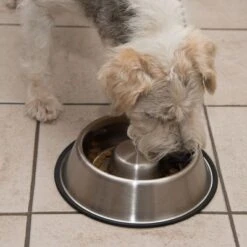 Comedero Antivoracidad De Acero Para Perros -Suministros Para Mascotas 66523 antischlingnapf fg 0988 4