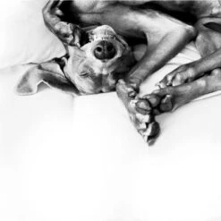 Difusor ADAPTIL® Calm Para Perros -Suministros Para Mascotas 73499 adaptiltransportspray hs 08 3