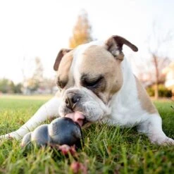 KONG Extreme Juguete Negro Para Perros -Suministros Para Mascotas 74319 kongextremeschwarz hs 05 5