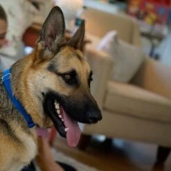 Puerta Extreme Weather Para Mascotas De Petsafe 18 Puerta Extreme Weather Para Mascotas De Petsafe -Suministros Para Mascotas petsafe hundeklappe extremeweather hs 03 1