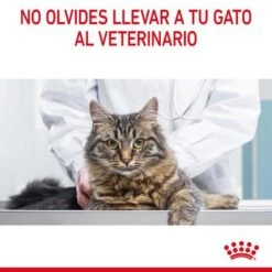 Royal Canin Digest Care En Salsa -Suministros Para Mascotas rc fcn digestivecarepouchgravy 13 es es 3