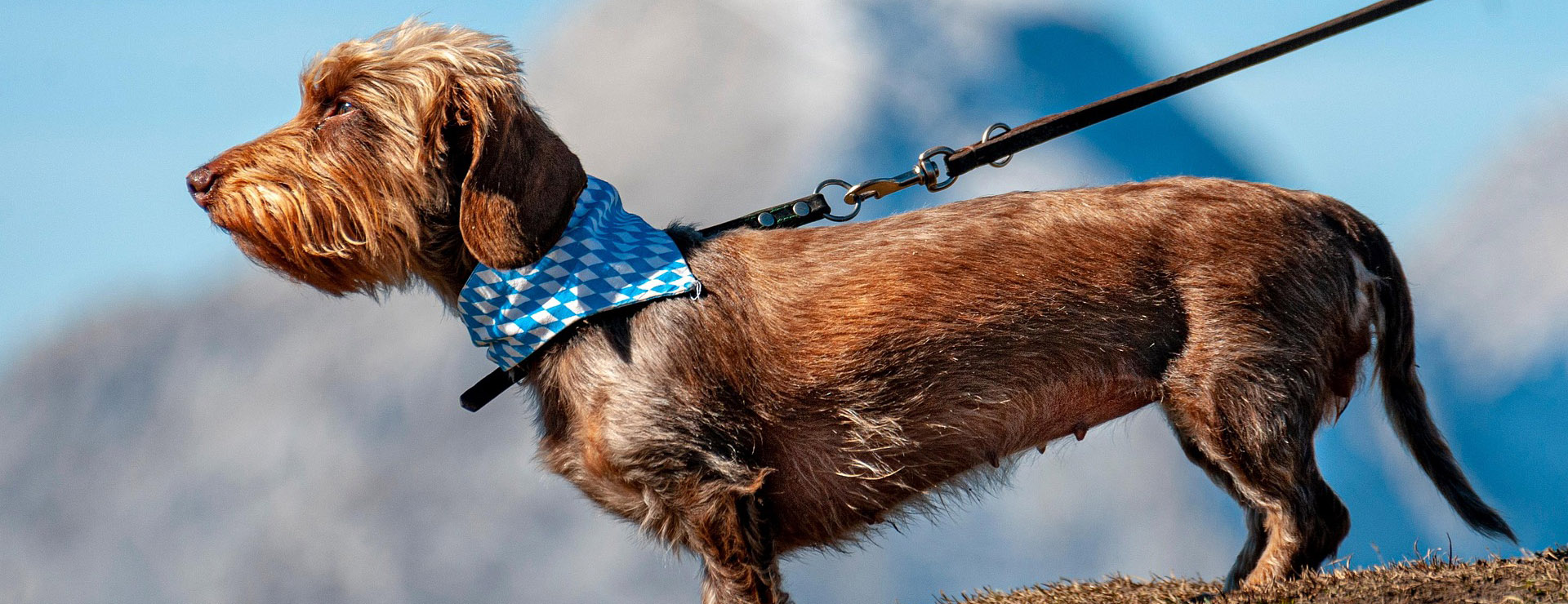 Suministros Para Mascotas -Suministros Para Mascotas dog 6824999 1920