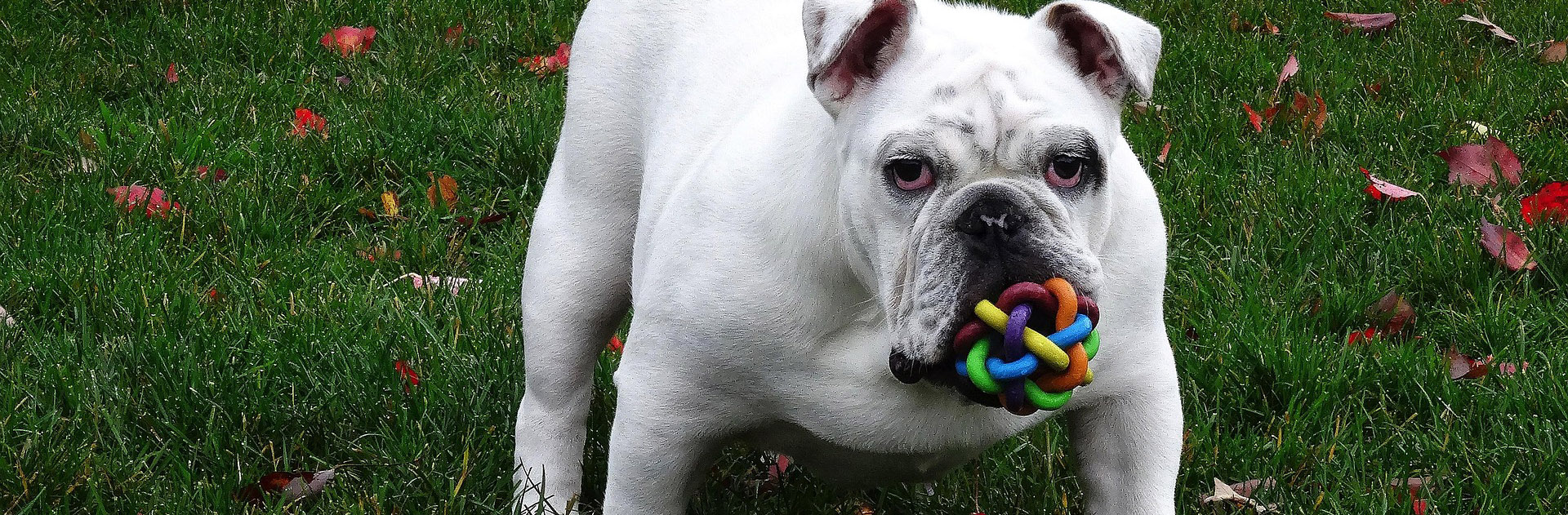 Suministros Para Mascotas -Suministros Para Mascotas dog 715531 1920